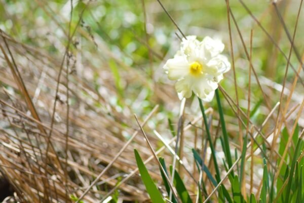 Natural Beauty: The Best Organic Skincare for Women