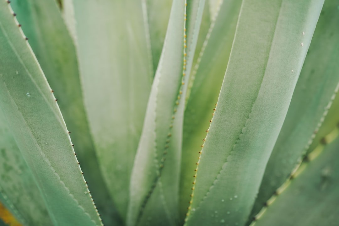 Photo Aloe vera gel