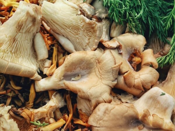 Adaptogenic Mushrooms: Korea’s Secret to Stress-Proof Skin