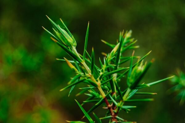 Fermented Pine Needle Extracts: Korea’s Antioxidant Powerhouse