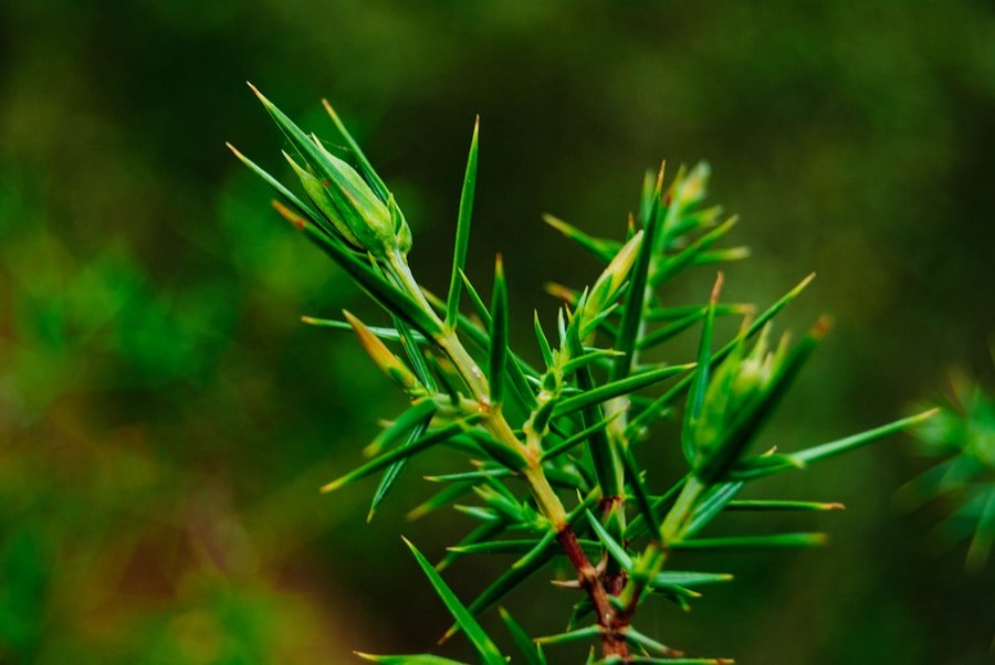 Photo Fermented Pine Needle Extracts: Korea’s Antioxidant Powerhouse