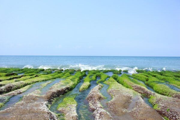Indonesia’s Natural Ingredients: Centella and Seaweed Extracts