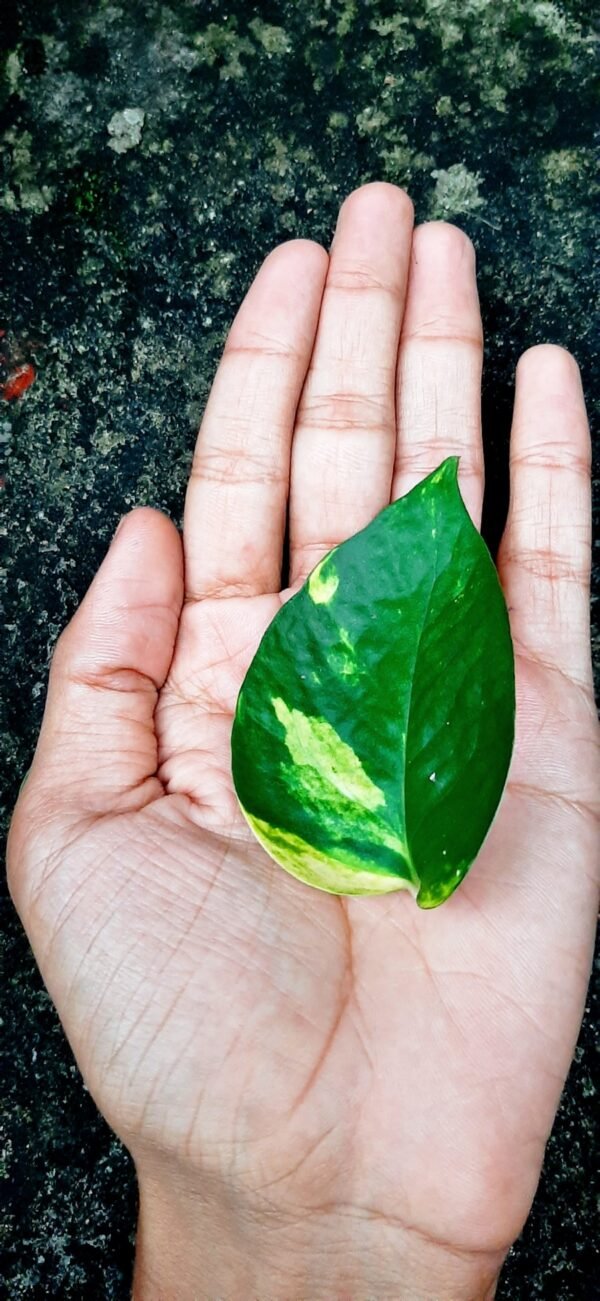 Heartleaf Extract: The Soothing Star of K-Beauty in 2025