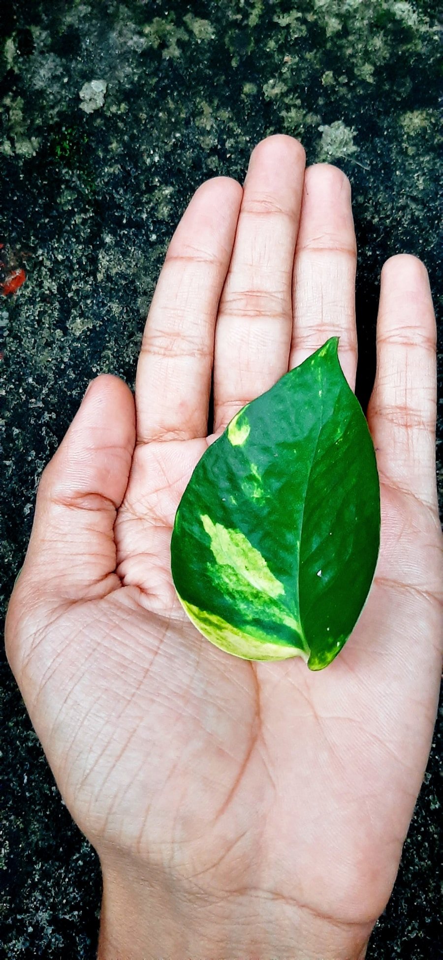Photo Heartleaf Extract: The Soothing Star of K-Beauty in 2025