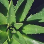 Photo Aloe vera
