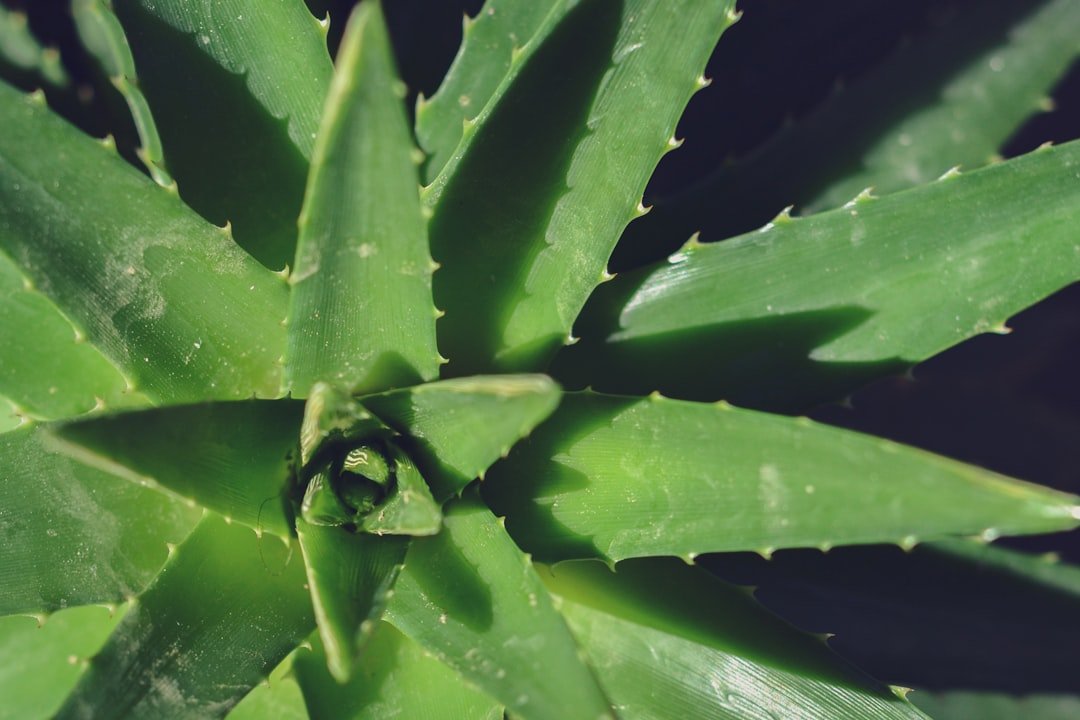 Photo Aloe vera