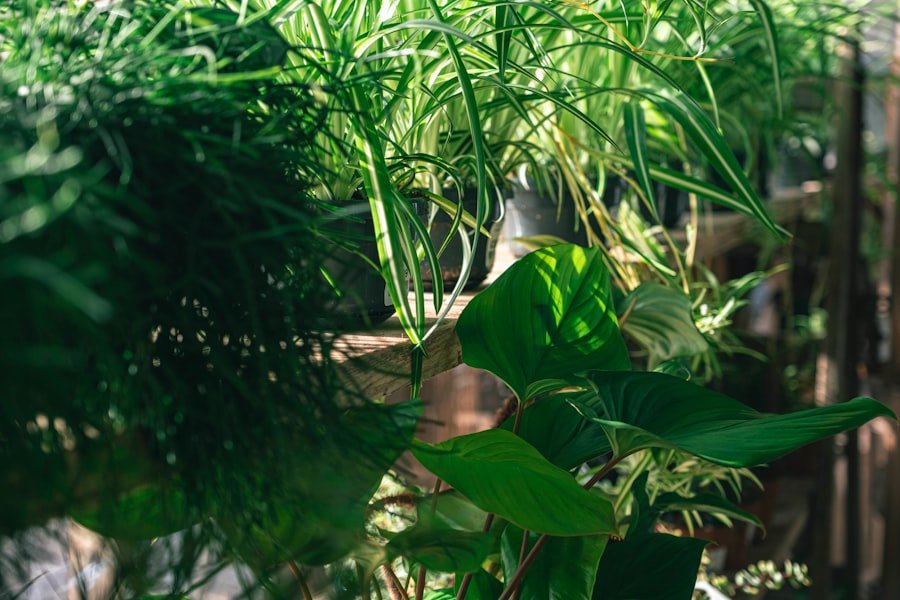 Plant-Based Ingredients