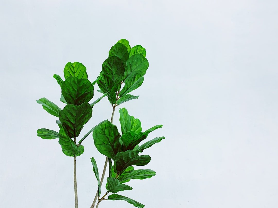 Photo Plant-Based Ingredients