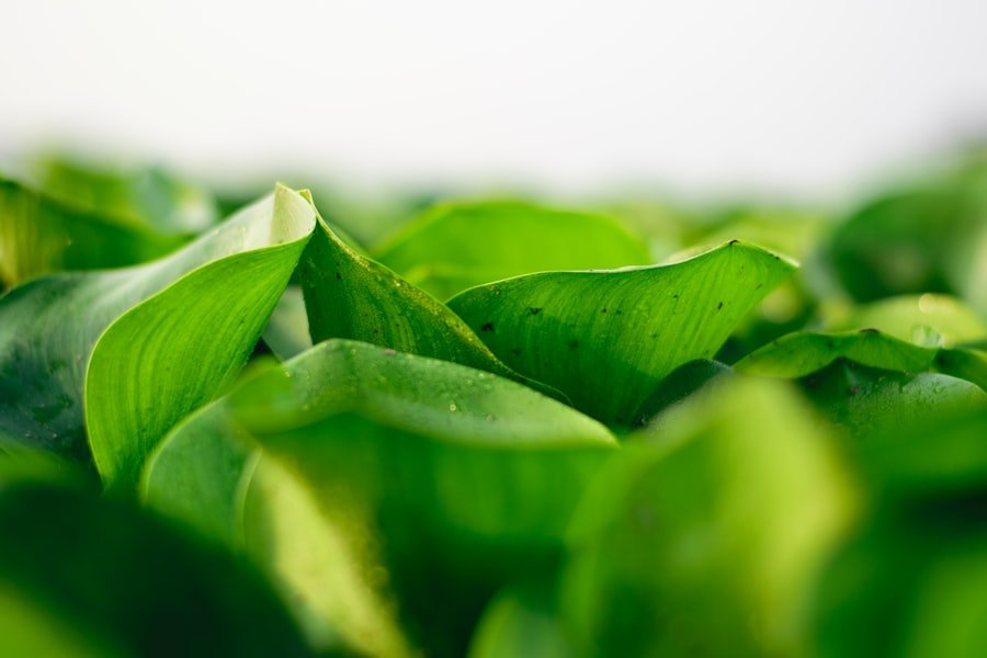 Photo Plant-Based Ingredients