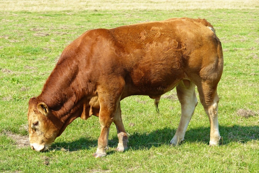 Photo Beef Tallow