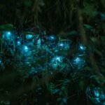 Photo Blue Light Protection