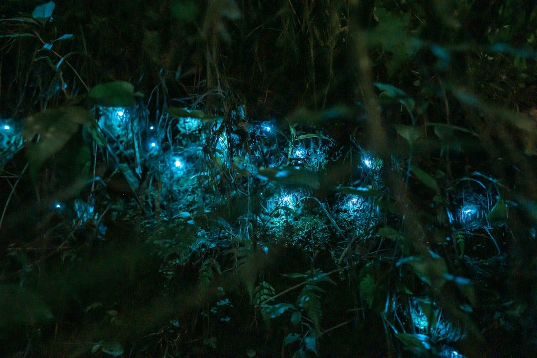 Photo Blue Light Protection